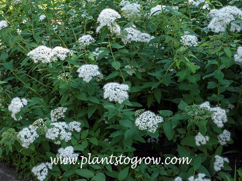 Spiraea fritschiana var angulata